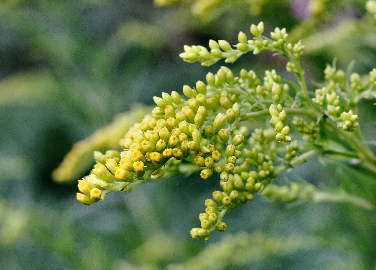 Solidago gigantea